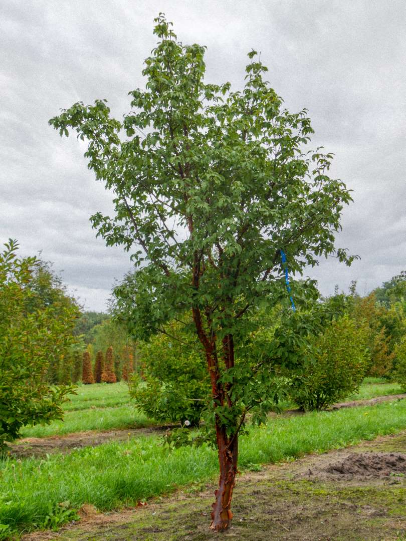 Acer Griseum rable Gris Van Den Berk P pini res acer-griseum-rable-gris-van-den-berk-p-pini-res
